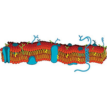 Load image into Gallery viewer, A life-size cardboard cutout of a cell membrane with a vibrant multicolored design, featuring various organic molecules and a central ribbon structure.