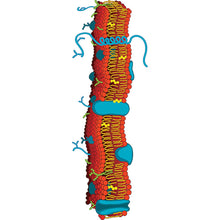 Load image into Gallery viewer, H88002 Cell Membrane 90 inch (32 inches Tall, 90 inches Wide)