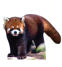 Load image into Gallery viewer, Advanced Graphics Red Panda Life Size Cardboard Cutout Standup - Made in USA