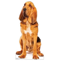 Load image into Gallery viewer, Advanced Graphics Bloodhound Life Size Cardboard Cutout Standup - Made in USA