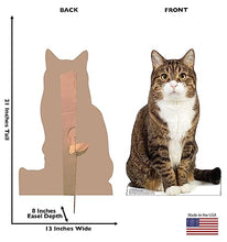 Load image into Gallery viewer, Advanced Graphics House Cat Life Size Cardboard Cutout Standup - Made in USA