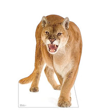 Load image into Gallery viewer, Advanced Graphics Cougar Life Size Cardboard Cutout Standup - Made in USA
