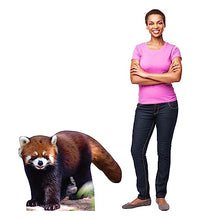Load image into Gallery viewer, Advanced Graphics Red Panda Life Size Cardboard Cutout Standup - Made in USA