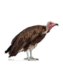 Load image into Gallery viewer, Advanced Graphics Hooded Vulture Life Size Cardboard Cutout Standup - Made in USA