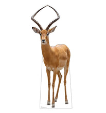 Load image into Gallery viewer, Advanced Graphics Impala Life Size Cardboard Cutout Standup - Made in USA