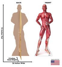 Load image into Gallery viewer, Advanced Graphics Anatomy Muscle System Life Size Cardboard Cutout Standup - AT TEN Distribution