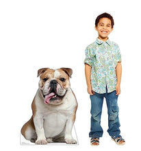 Load image into Gallery viewer, Advanced Graphics English Bull Dog Life Size Cardboard Cutout Standup - Made in USA - AT TEN Distribution