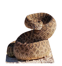 Load image into Gallery viewer, Advanced Graphics Rattlesnake Life Size Cardboard Cutout Standup - Made in USA - AT TEN Distribution