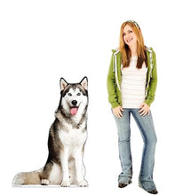 Load image into Gallery viewer, Advanced Graphics Siberian Husky Life Size Cardboard Cutout Standup - Made in USA - AT TEN Distribution