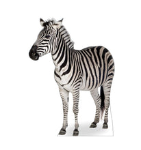 Load image into Gallery viewer, Advanced Graphics Zebra Life Size Cardboard Cutout Standup - AT TEN Distribution