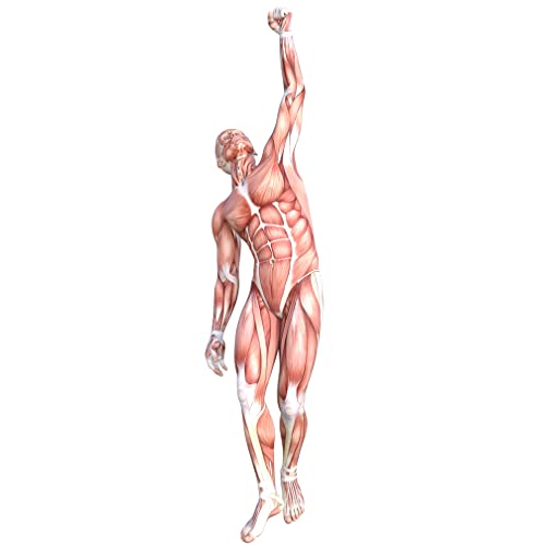SP12516 Anatomy Muscle Muscular System Cardboard Cutout Standee Standup