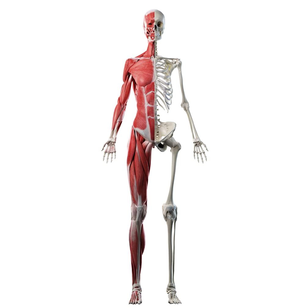 SP12515 Anatomy Muscle Skeleton Skeletal System Cardboard Cutout Standee Standup