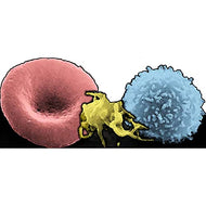 H88004 Blood Cells magnified Microscope Cardboard Cutout