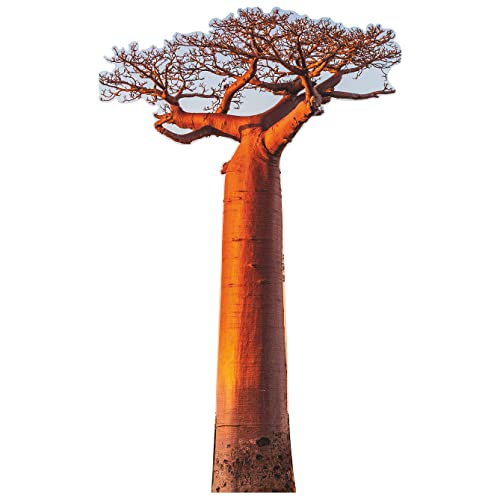 SP12630 Avenue of The Baobabs Tree Famous Trees Cardboard Cutout Standee Standup
