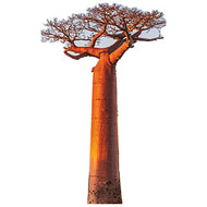 SP12630 Avenue of The Baobabs Tree Famous Trees Cardboard Cutout Standee Standup