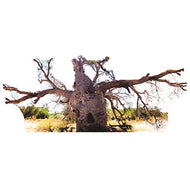 SP12625 Boab Prison Tree Most Famous Trees Cardboard Cutout Standee Standup