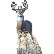 H13486 White Tail Buck Deer Cardboard Cutout Back Drop Stand up