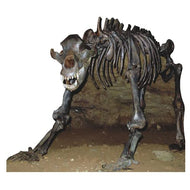 SP12129 Cave Bear Skeleton Fossil Animals Cardboard Cutout