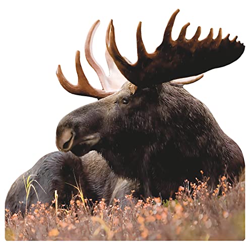SP12656 Bull Moose Laying 47 inch Cardboard Cutout Standee Standup