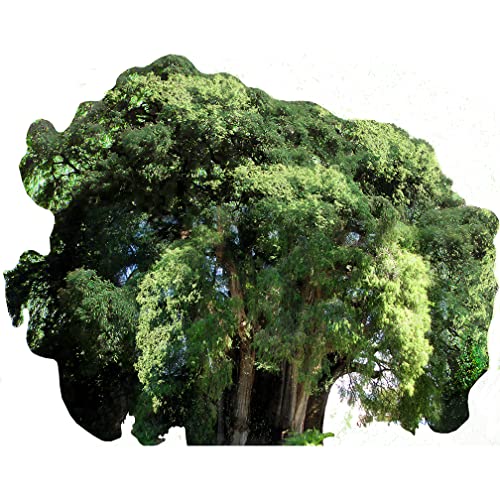 SP12623 Arbol del Tule Tree Most Famous Trees Cardboard Cutout Standee Standup