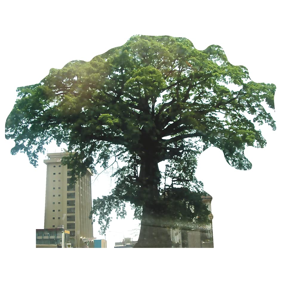 SP12624 Cotton Tree Sierra Leone Most Famous Trees Cardboard Cutout Standee Standup