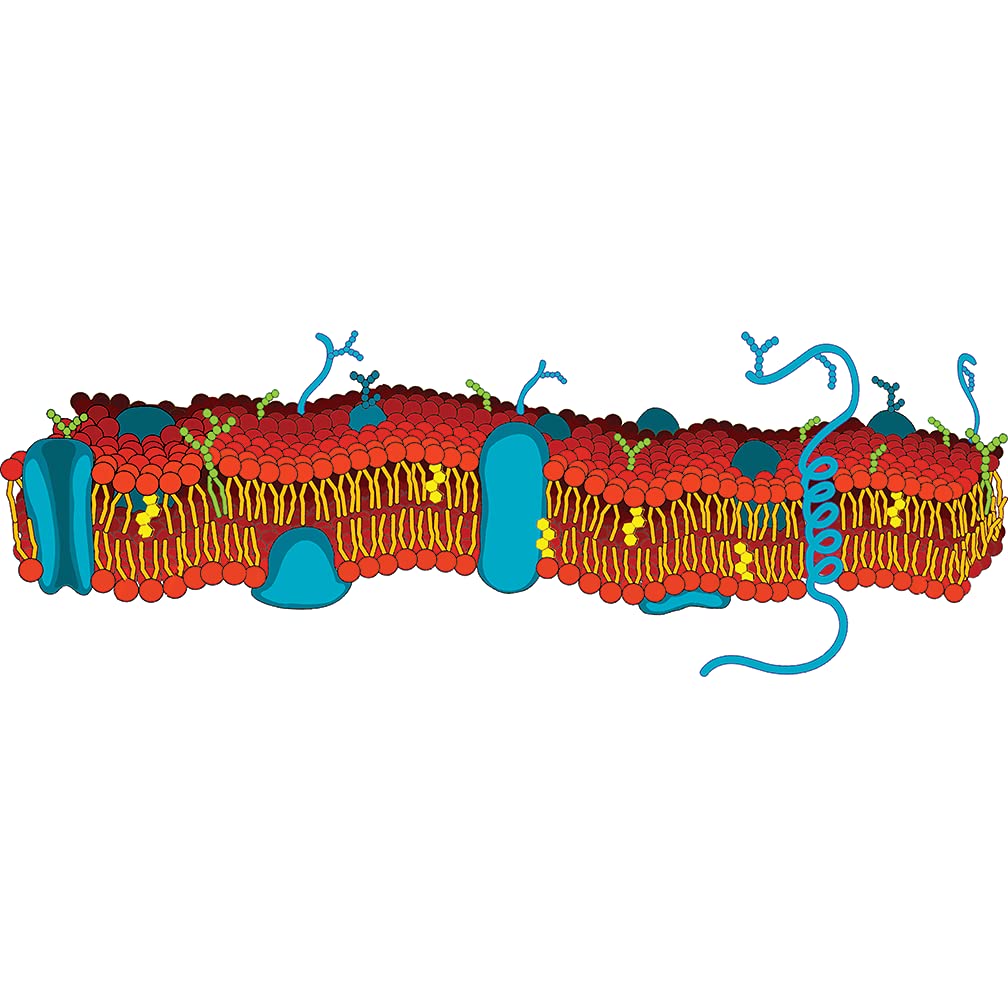 H88002 Cell Membrane 90 inch (32 inches Tall, 90 inches Wide)