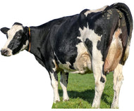 SP12562 Cow's Rear Milk Milking Udder Butt Cardboard Cutout Standee Standup