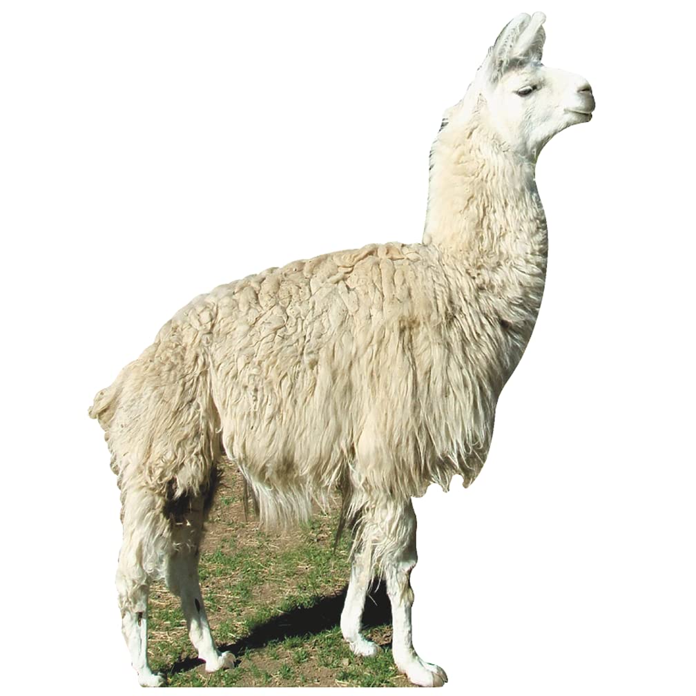 SP12134 Llama Lifesized Animals Cardboard Cutout