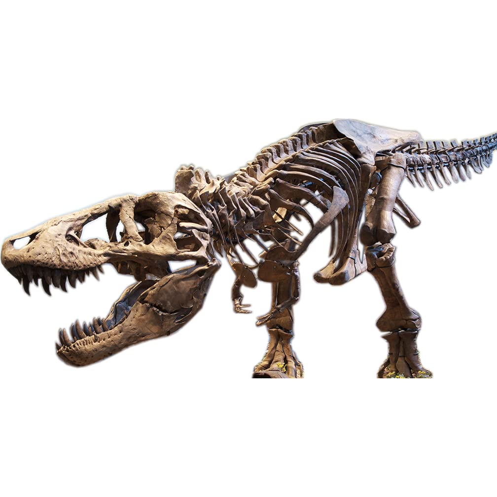 SP12140 Tyrannosaurus Rex T-Rex Skeleton Jurassic Cardboard Cutout