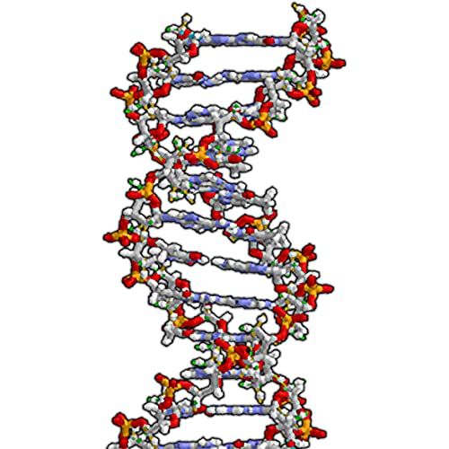 H88003 DNA Double Helix Cardboard Cutout - AT TEN Distribution