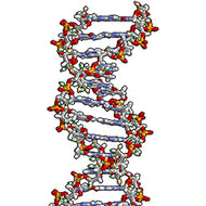 H88003 DNA Double Helix Cardboard Cutout - AT TEN Distribution