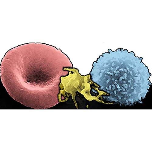 H88004 Blood Cells magnified Microscope Cardboard Cutout - AT TEN Distribution