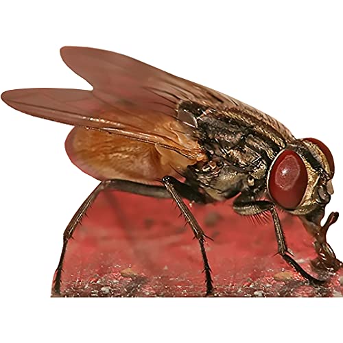 H89001 Fly 5 Foot Wide Cardboard Cutout - AT TEN Distribution