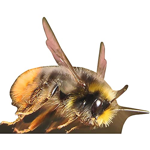 H89002 Bumblebee 5 Foot Wide Cardboard Cutout - AT TEN Distribution