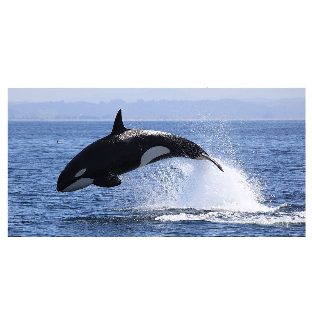 Killer Whale Mural - AT TEN Distribution