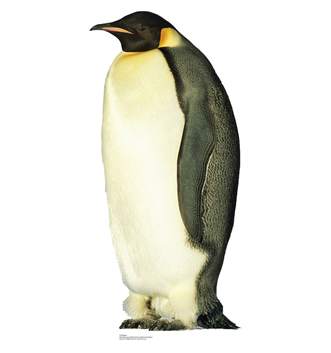 Life - size King Penguin Cardboard Cutout - AT TEN Distribution
