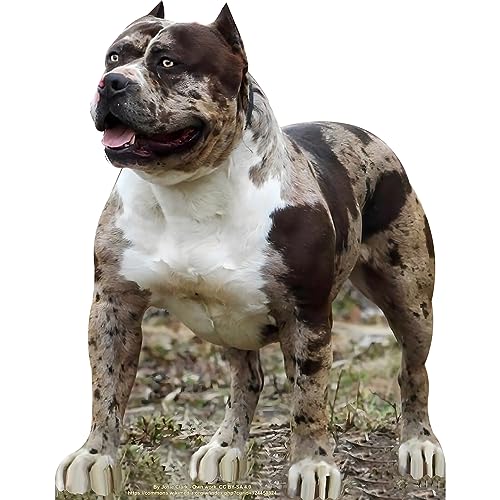 Life - Size Muscular Pitbull Dog Cardboard Standup | Tough Puppy Photo Prop - AT TEN Distribution