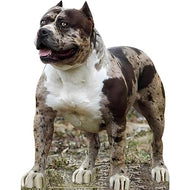 Life - Size Muscular Pitbull Dog Cardboard Standup | Tough Puppy Photo Prop - AT TEN Distribution