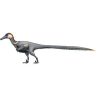 SP12136 Austroraptor Realistic Bird - Like Velociraptor Jurassic Cardboard Cutout - AT TEN Distribution