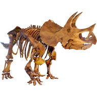 SP12141 Triceratops Skeleton Jurassic Cardboard Cutout - AT TEN Distribution