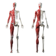 SP12481 Anatomy Muscle Skeleton Skeletal System 2pack Cardboard Cutout Standee Standup - AT TEN Distribution