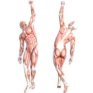 SP12482 Anatomy Muscle Muscular System 2pack Cardboard Cutout Standee Standup - AT TEN Distribution
