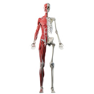 SP12515 Anatomy Muscle Skeleton Skeletal System Cardboard Cutout Standee Standup - AT TEN Distribution