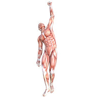 SP12516 Anatomy Muscle Muscular System Cardboard Cutout Standee Standup - AT TEN Distribution
