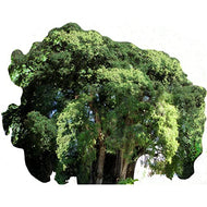 SP12623 Arbol del Tule Tree Most Famous Trees Cardboard Cutout Standee Standup - AT TEN Distribution