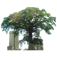 SP12624 Cotton Tree Sierra Leone Most Famous Trees Cardboard Cutout Standee Standup - AT TEN Distribution