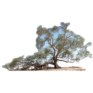 SP12627 Tree of Life Famous Trees Cardboard Cutout Standee Standup - AT TEN Distribution