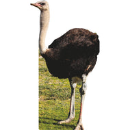 SP12879 Lifesize Ostrich Bird Always in Sunny Grass Dee Animal Cardboard Cutout Standee Standup - AT TEN Distribution