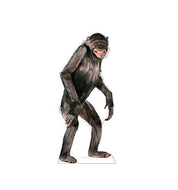 Advanced Graphics Chimpanzee Life Size Cardboard Cutout Standup