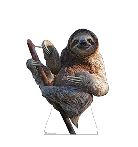 Advanced Graphics Sloth Life Size Cardboard Cutout Standup